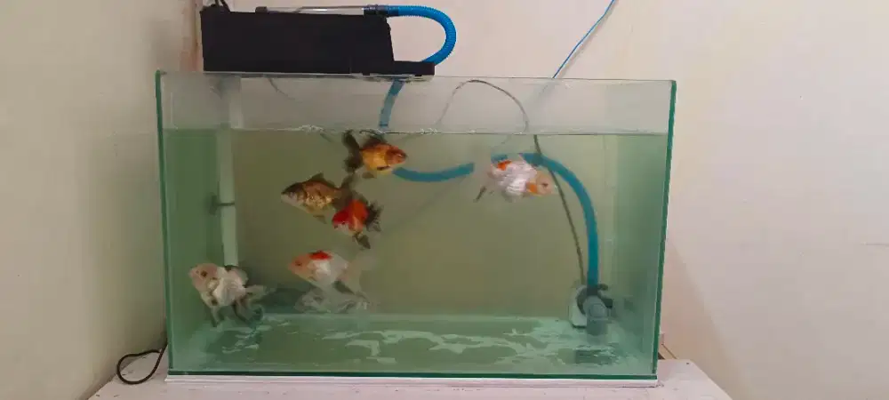 Aquarium Lengkap Murah