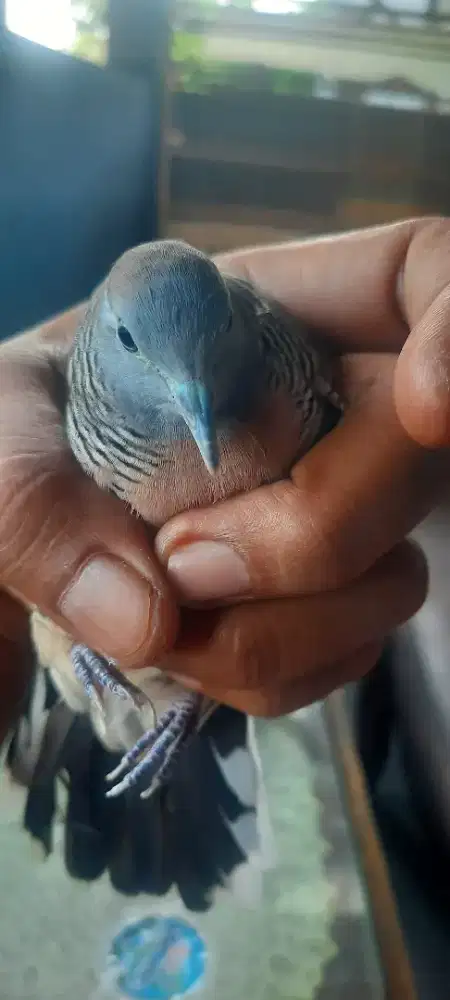 Burung Perkutut Katurangan ekor 14