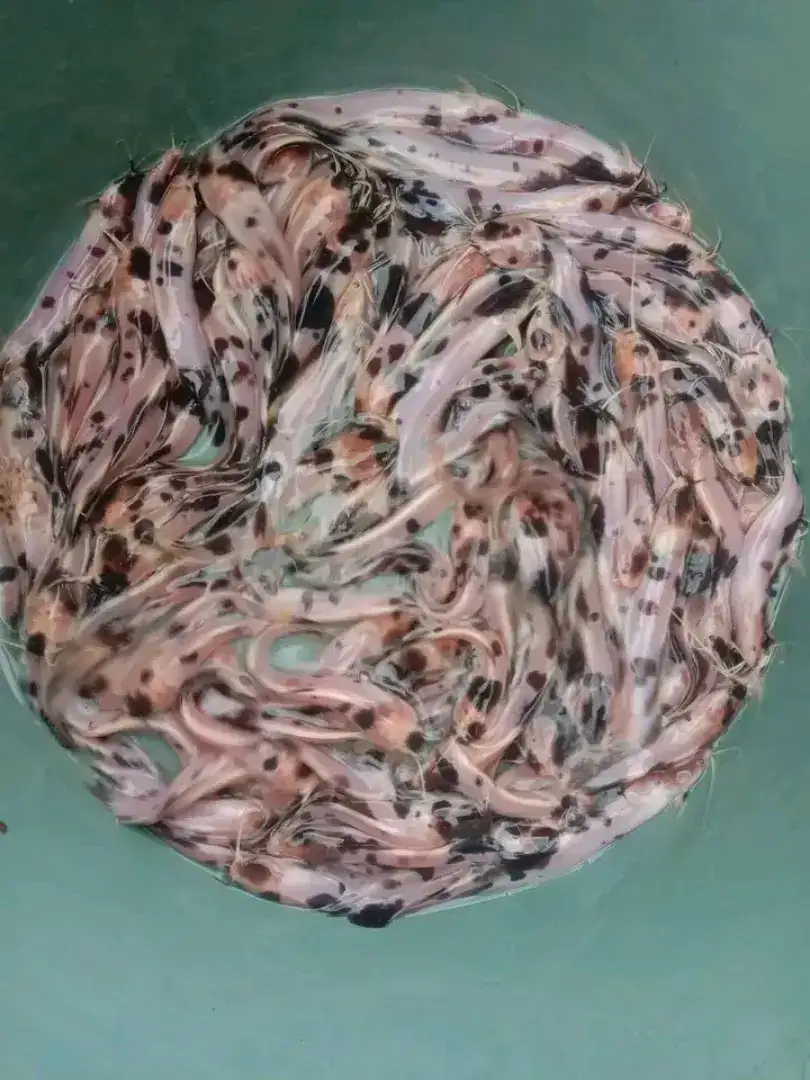 Ikan lele belang albino