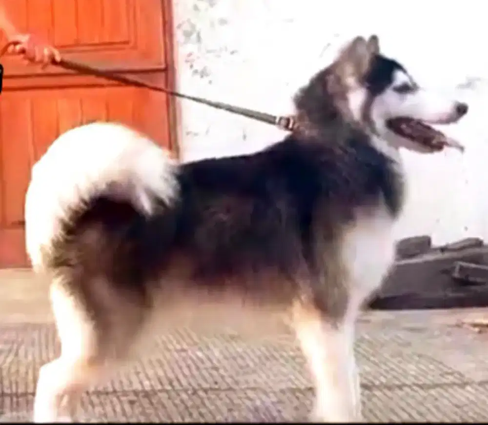 Pejantan Siberian Husky Giant Longhair Buka Pemacakan