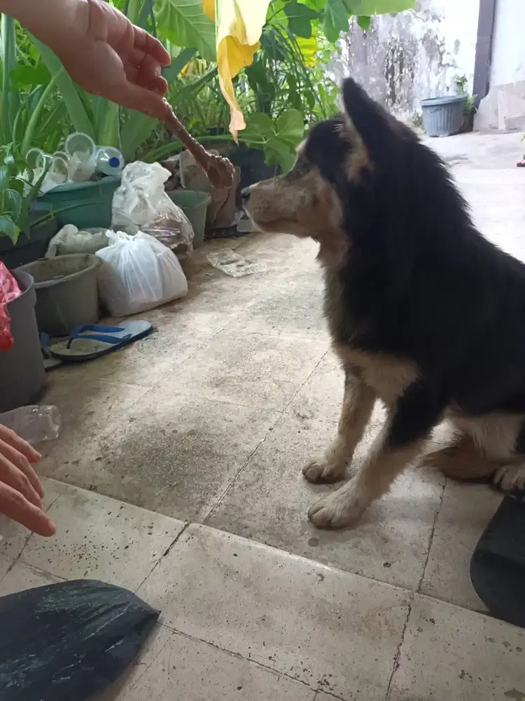 Jual anjing husky betina
