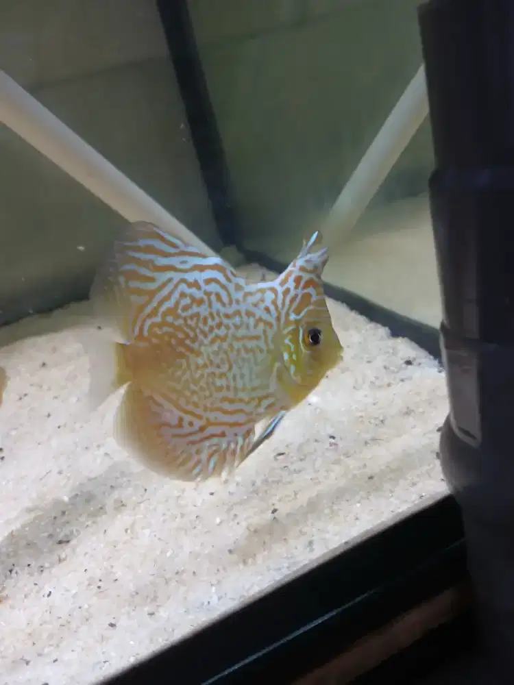 Ikan discus leopar
