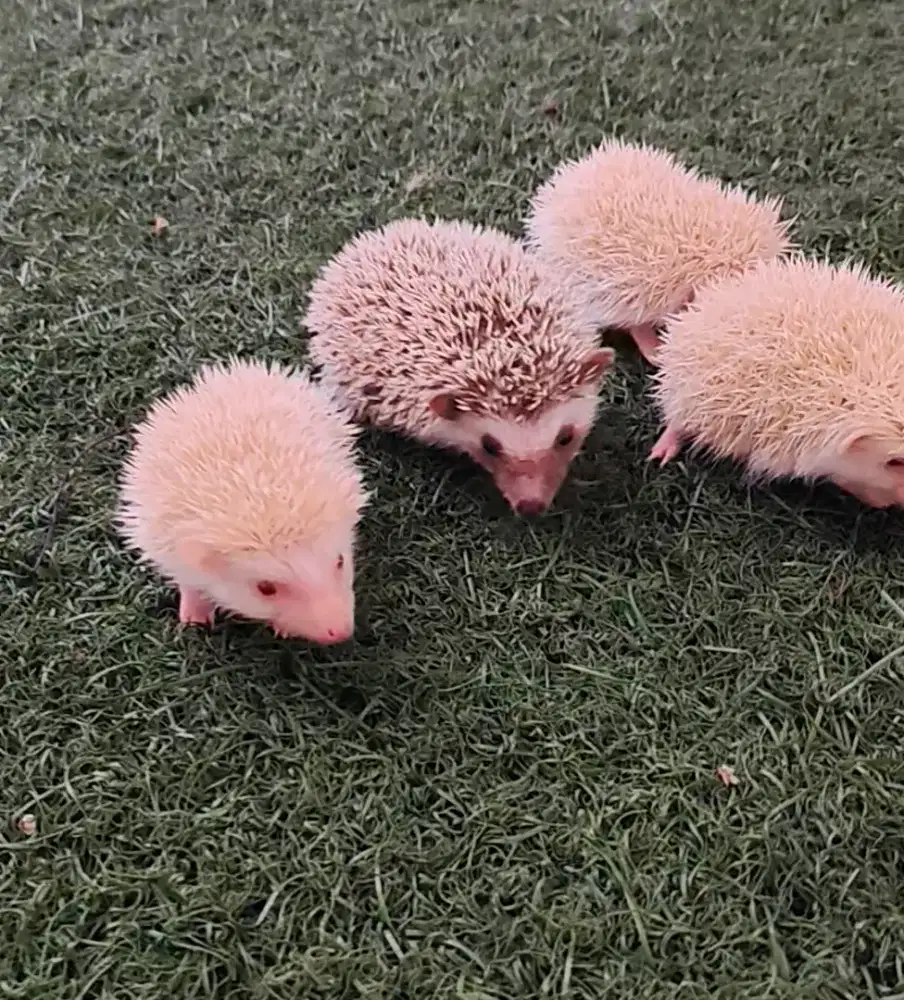 anakan landak mini lucuuuu