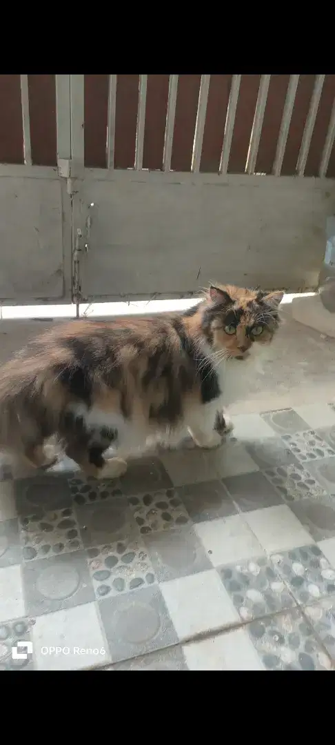 Kucing Persia Calico Indukan