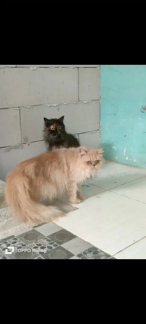 Kucing Persia Peaknose Cream