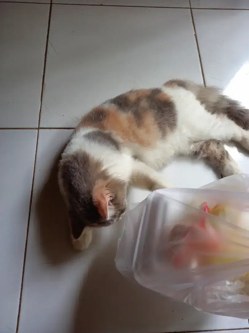 Adopsi kucing persia