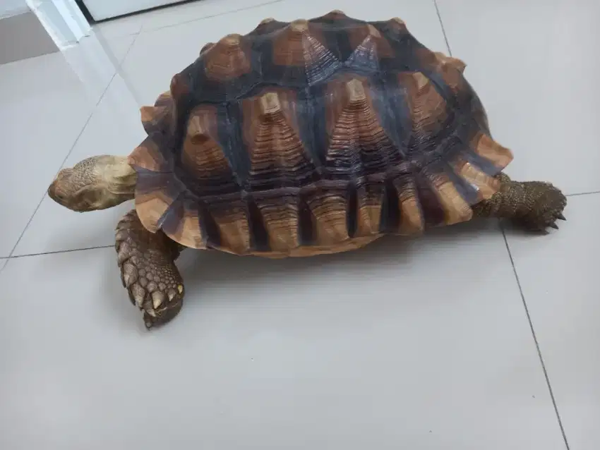 Kura Kura Sulcata 37 cm