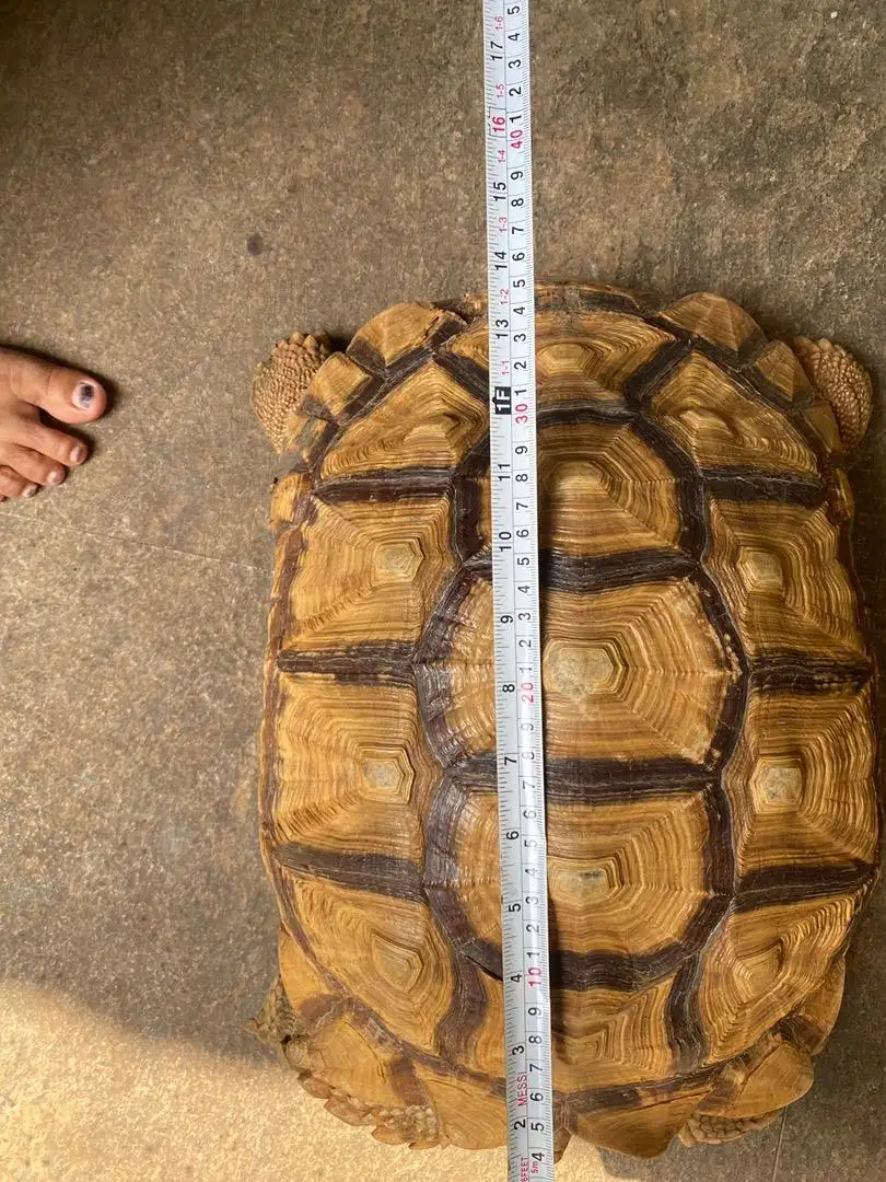 Jual kura kura darat sulcata