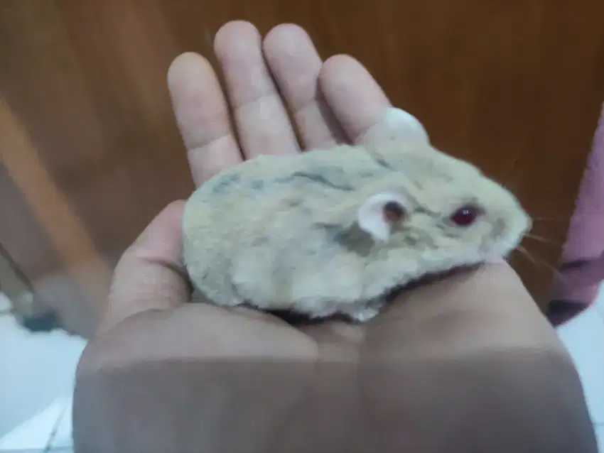 Jual Anakan Hamster Winter White Blue Argente Red Eye Jinak