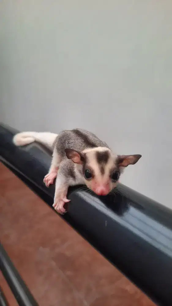 SUGAR GLIDER MOZAIK 1½ BULAN