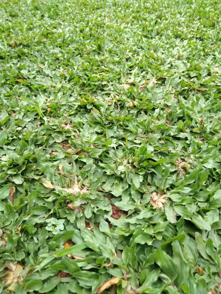 Jual rumput gajah mini murah
