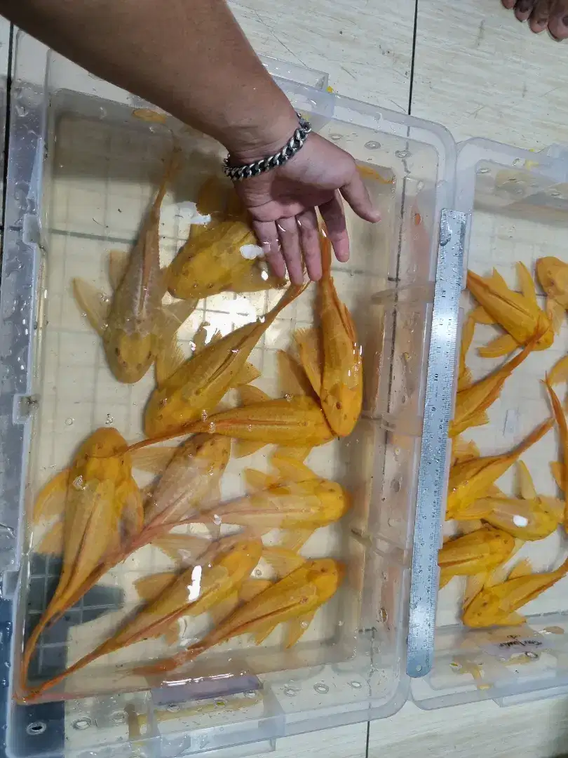 Ikan Sapu sapu albino Gibbiceps