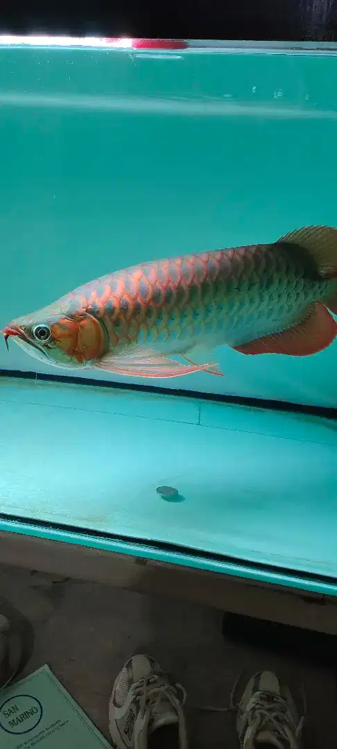 Arwana super red, 40 cm up nego sampai jadi