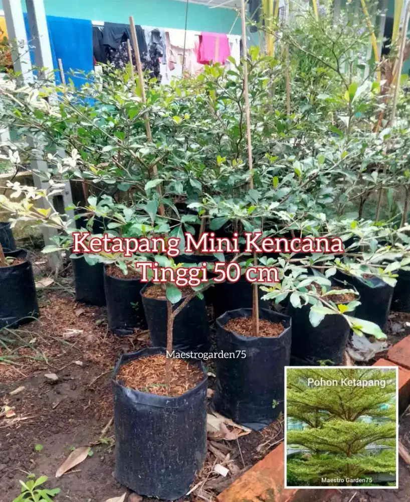 Ketapang Mini Kencana 50 cm