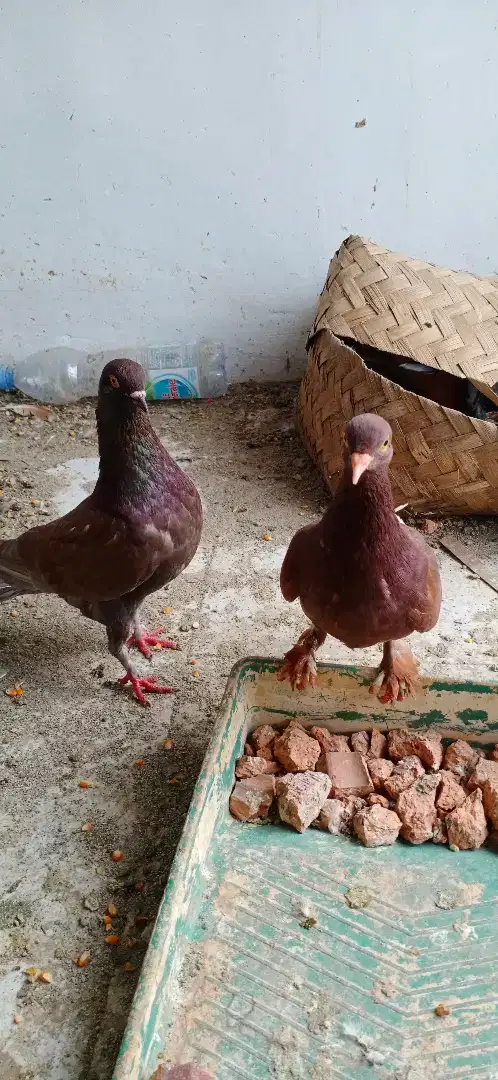 Burung kolong jawa