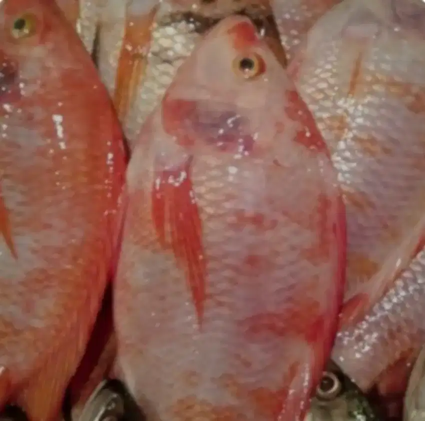 Ikan Nila Segar, Harga Terjangkau, Kualitas Terbaik!q