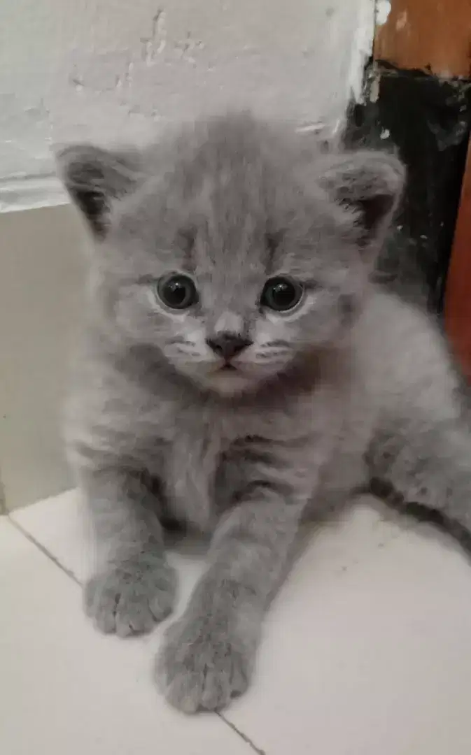 BSH KITTEN LEPAS NON PED