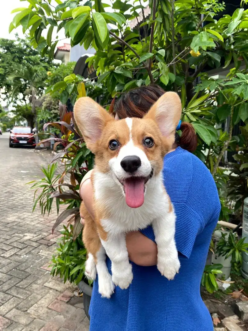 Dijual anak puppy Corgi jantan sable stambum vaksin chip
