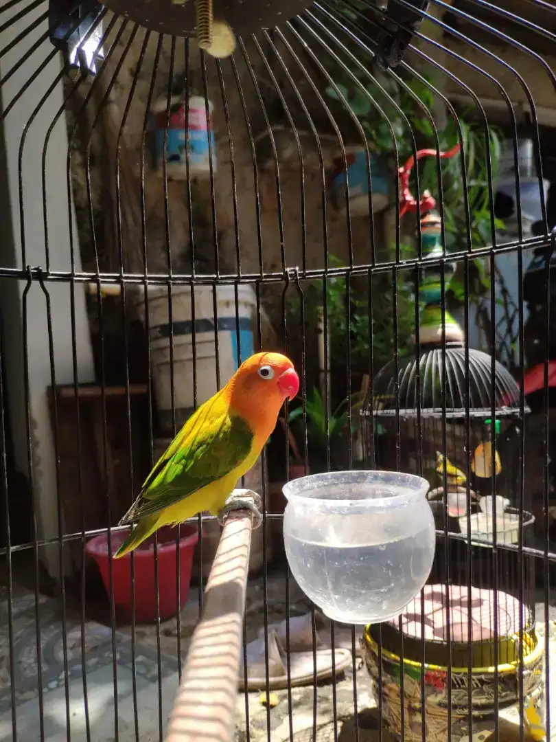 Lovebird balibu warna