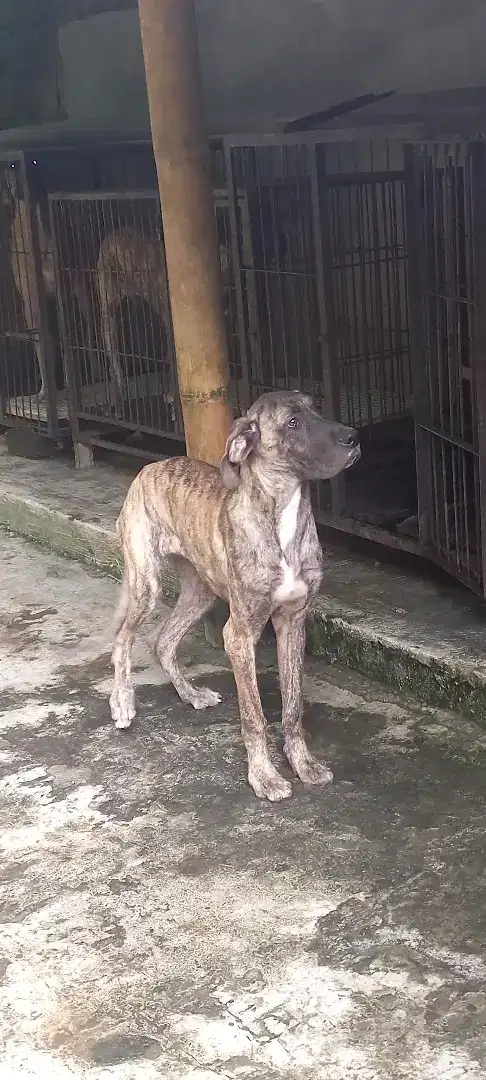 Greatdane scooby doo (langka)
