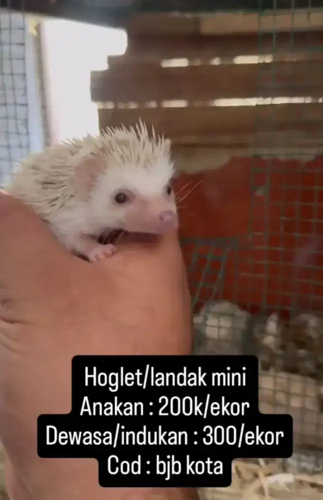 Landak mini/hoglet