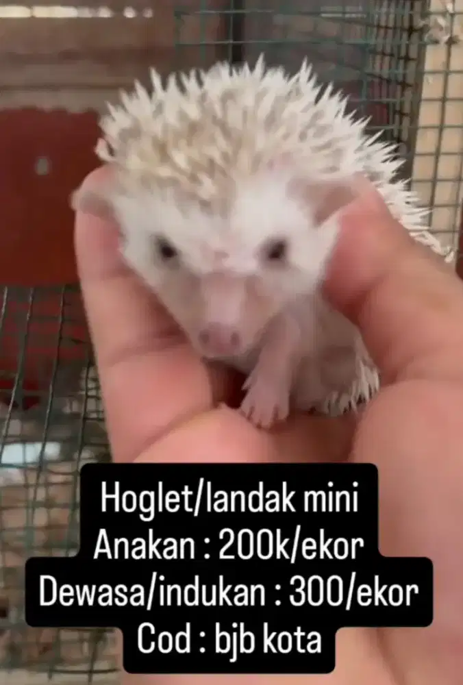 Landak mini/hoglet