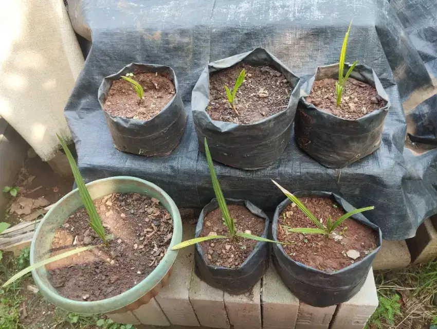 Bibit Pohon Kurma