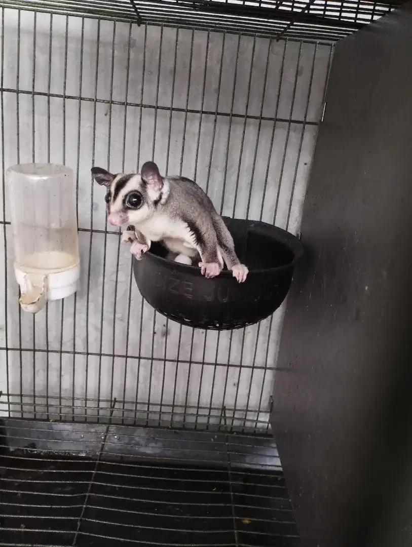 Sugar Glider Jantan 1 tahun