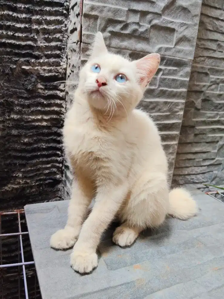 Kucing Persia flatnose peaknose kitten bulu lebat putih mata biru