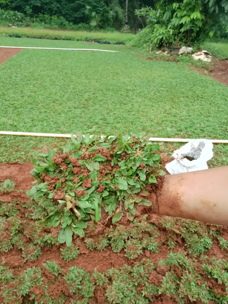rumput gajah mini