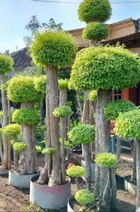 TANAMAN HIAS ANTING PURING TINGGI 1M LEBIH