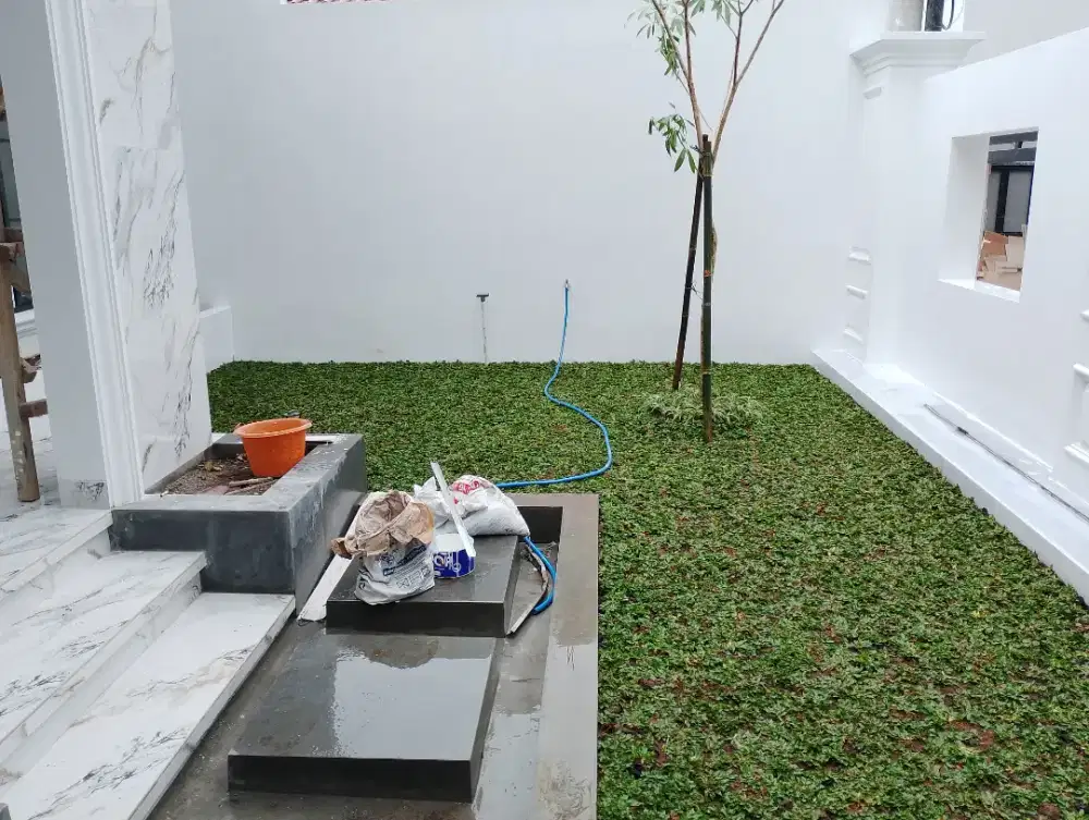 Rumput gajah mini plus pasang
