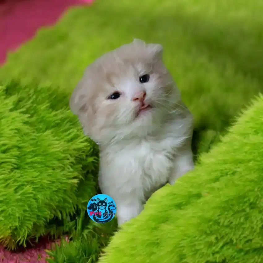 Kucing scottish fold bsh munchkin ragdol mainecoon persia peaknose exo