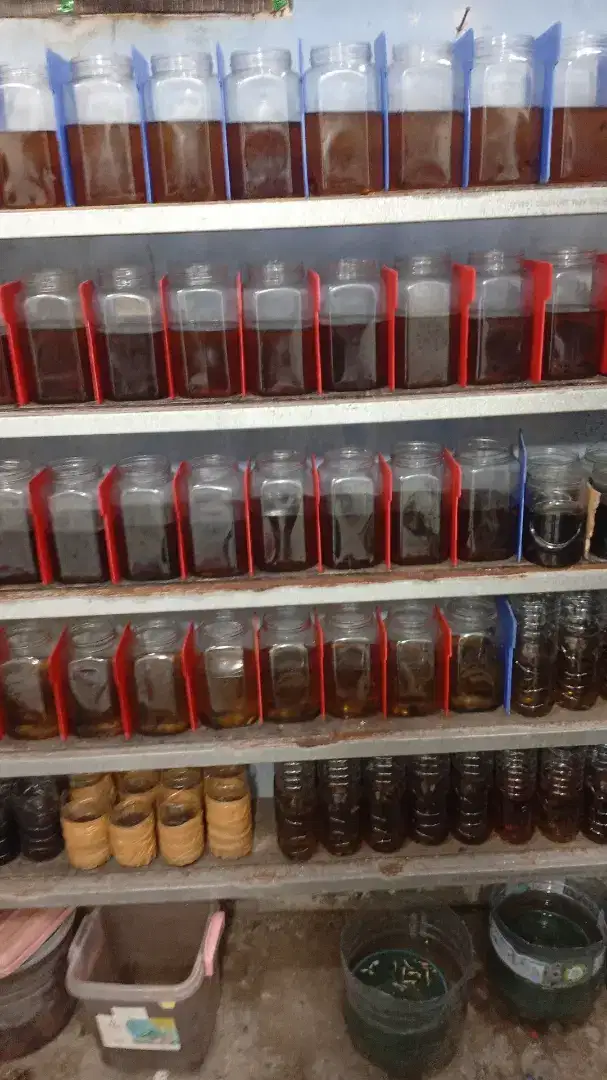 Menjual ikan cupang hias