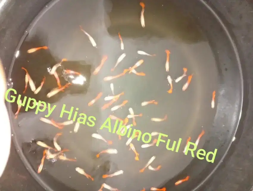 Menjual ikan hias guppy hias