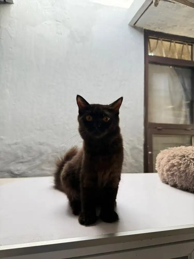 Open Adopt Kucing Bsh Mix Maincoon 6 bulan Jantan