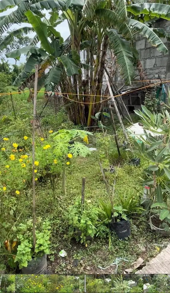 Dijual Tanah Murah Desa Bicak Trowulan