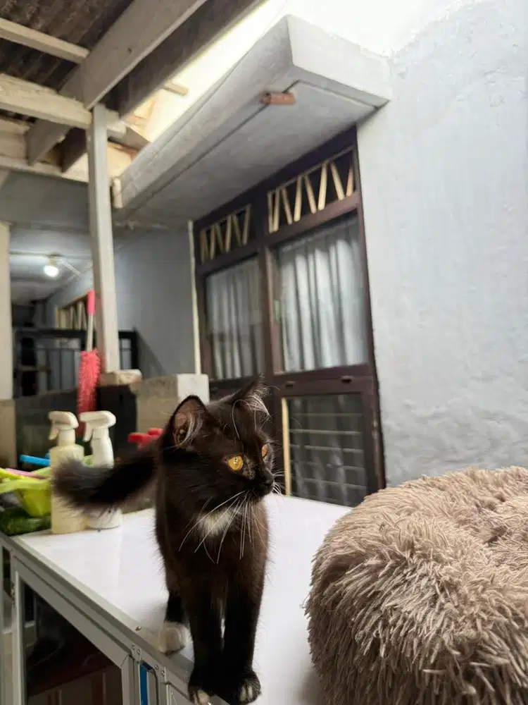 Open Adopt Siam mix Bsh betina 6 bulan