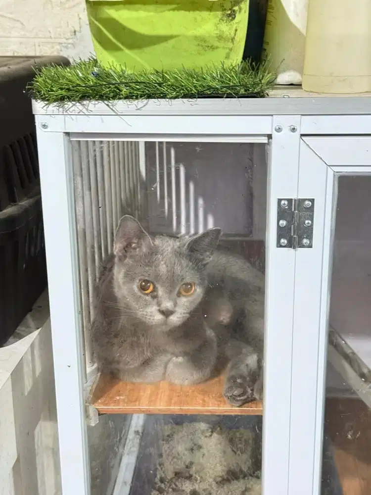 Open Adopt Kucing Pure line Bsh bloodline Betina 2thn British shorthai