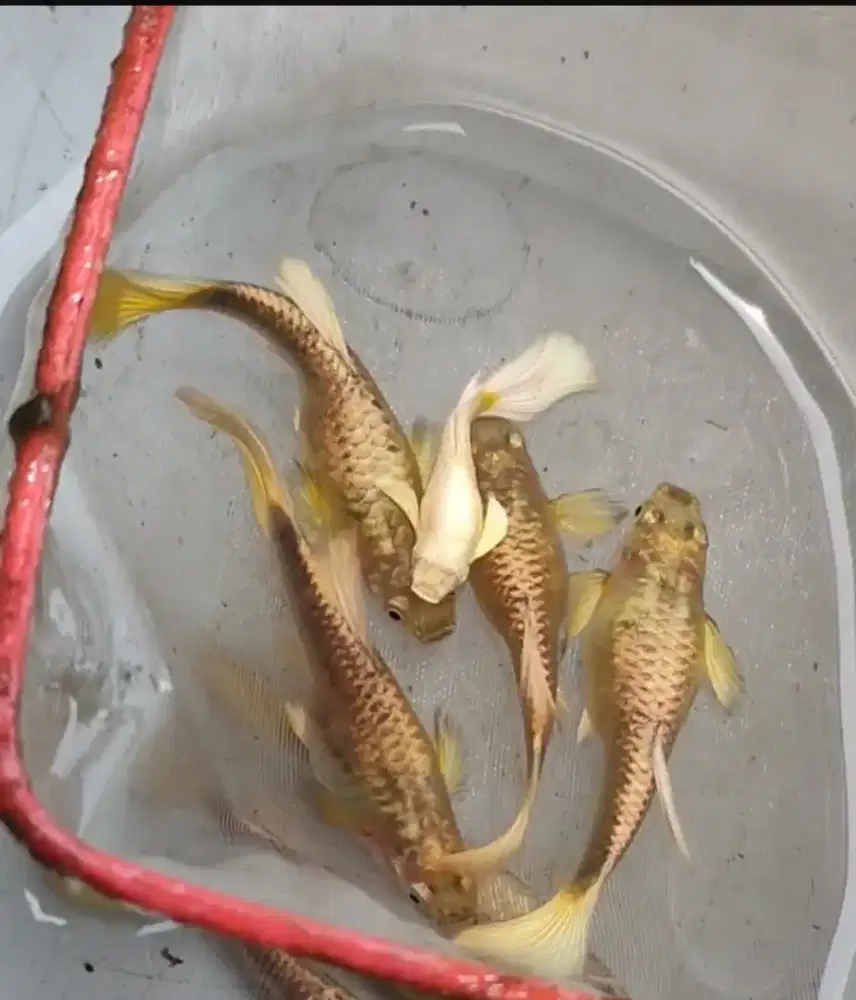 Ikan Guppy Full Gold Vietnam