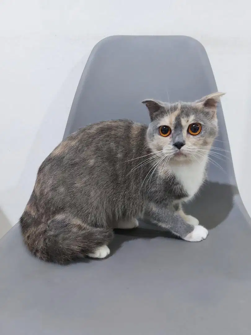 Scottish Fold, Calico Betina 1 tahun