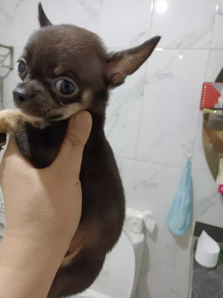 Chihuahua anjing pintar