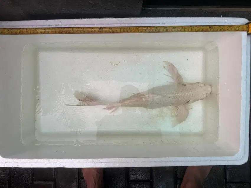 Jual koi slayer jumbo platinum