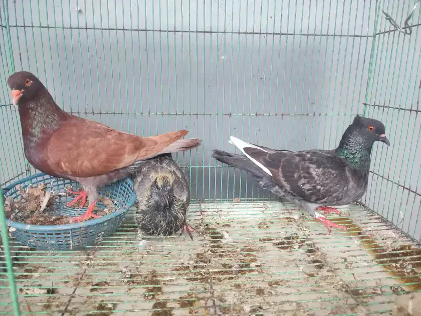 Burung merpati/ dara indukan+ anak