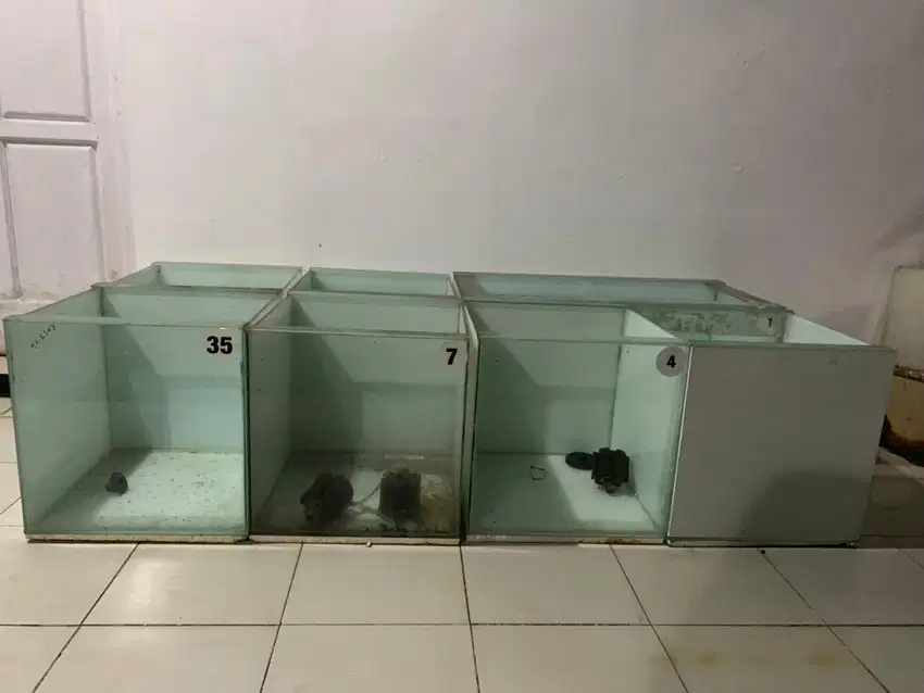Aquarium kaca 50cm & 100cm