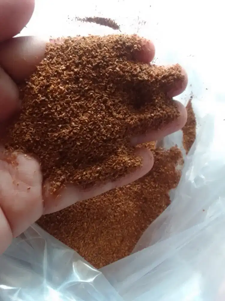 Benih Eucalyptus Pellita