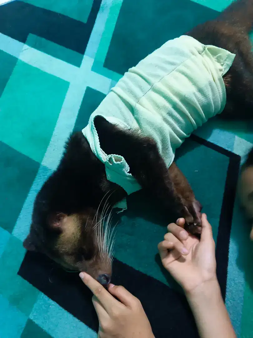 Musang bulan betina induk