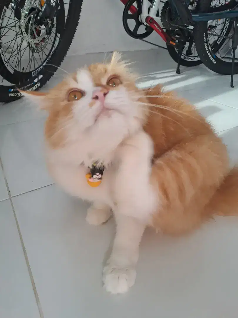 Dijual Kucing Persia Jantan 6 Bulan