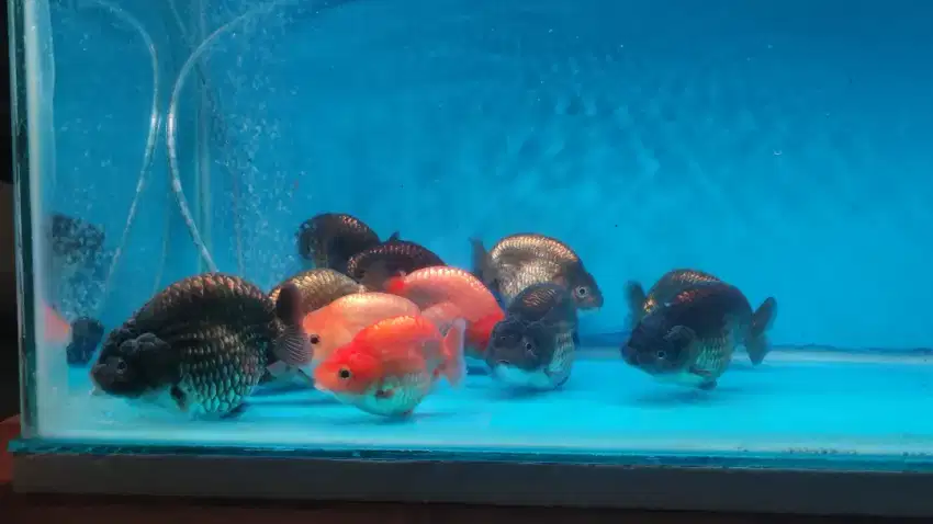 ranchu rw,calico,bluebase