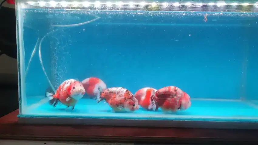 ranchu calico jumbo